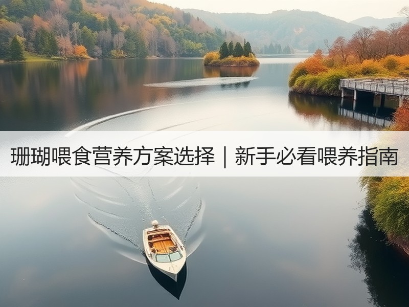珊瑚喂食营养方案选择｜新手必看喂养指南