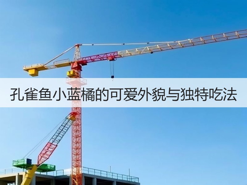 孔雀鱼小蓝橘的可爱外貌与独特吃法
