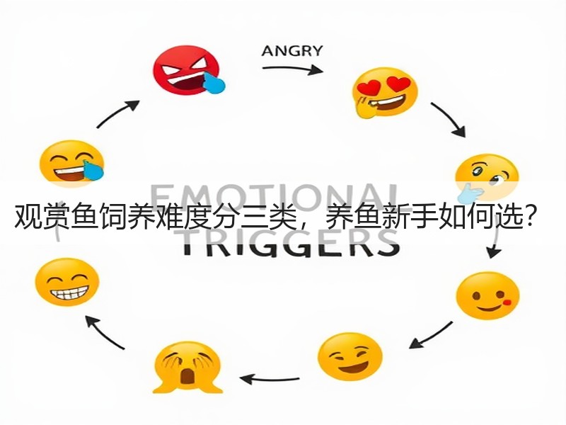 观赏鱼饲养难度分三类，养鱼新手如何选？