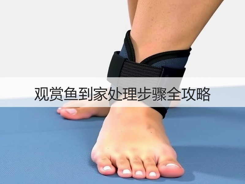 观赏鱼到家处理步骤全攻略
