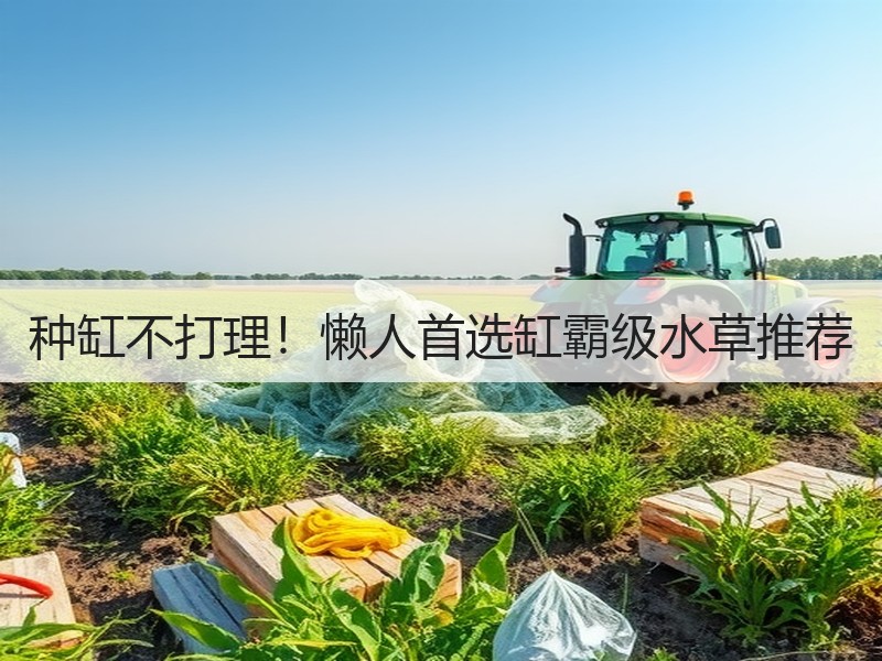 种缸不打理！懒人首选缸霸级水草推荐