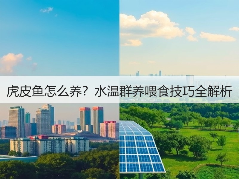 虎皮鱼怎么养？水温群养喂食技巧全解析