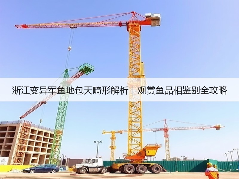 浙江变异军鱼地包天畸形解析｜观赏鱼品相鉴