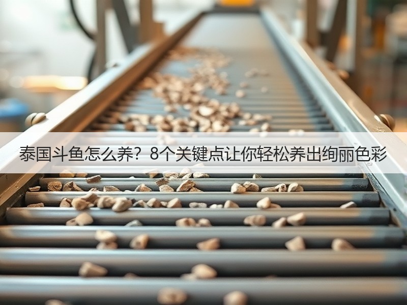 泰国斗鱼怎么养？8个关键点让你轻松养出绚