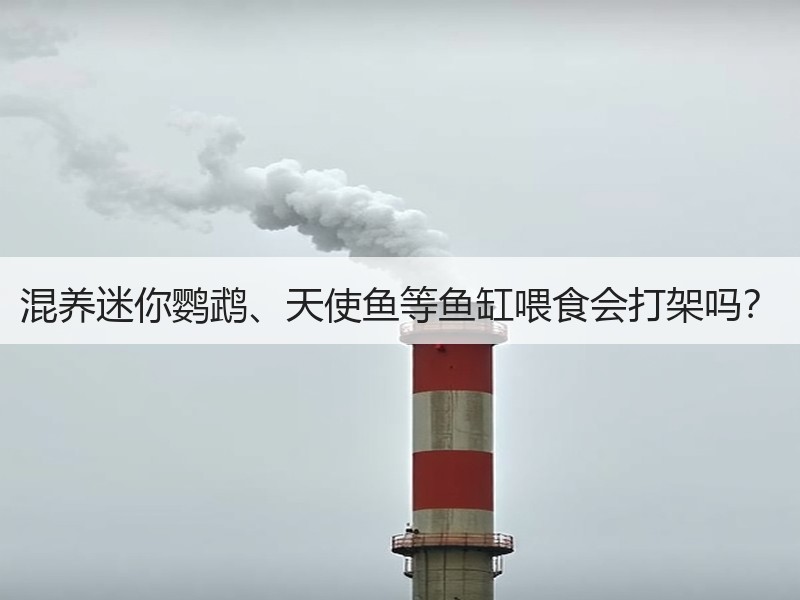 混养迷你鹦鹉、天使鱼等鱼缸喂食会打架吗？