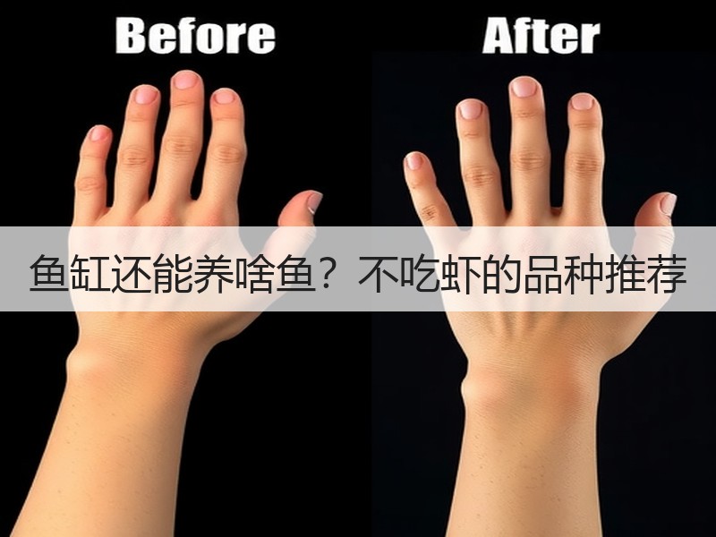 鱼缸还能养啥鱼？不吃虾的品种推荐