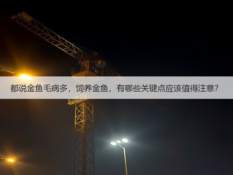 都说金鱼毛病多，饲养金鱼，有哪些关键点应