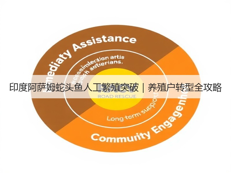 印度阿萨姆蛇头鱼人工繁殖突破｜养殖户转型