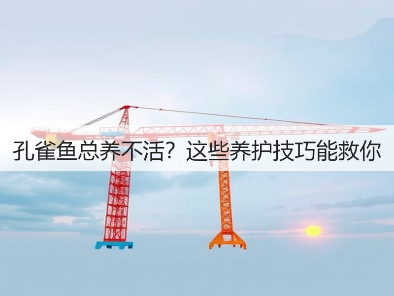 孔雀鱼总养不活？这些养护技巧能救你