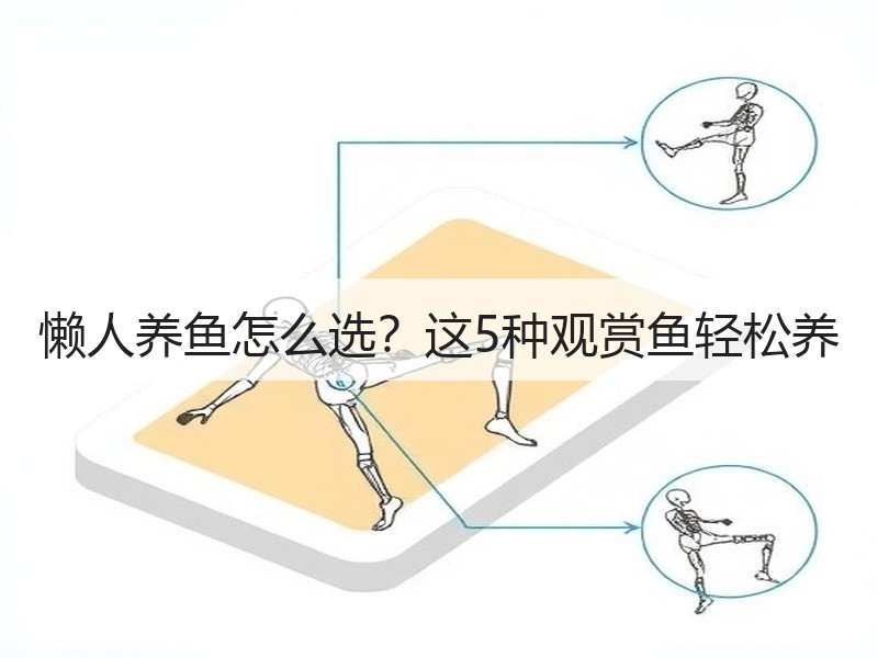 懒人养鱼怎么选？这5种观赏鱼轻松养