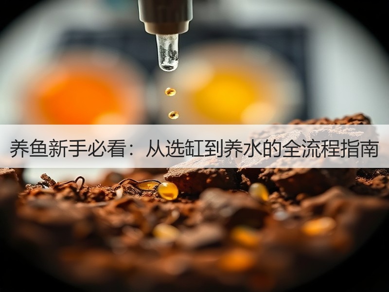 养鱼新手必看：从选缸到养水的全流程指南