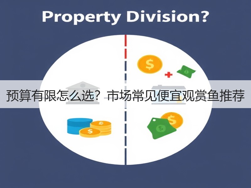 预算有限怎么选？市场常见便宜观赏鱼推荐