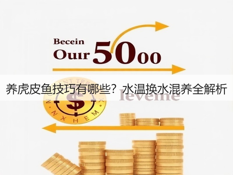 养虎皮鱼技巧有哪些？水温换水混养全解析