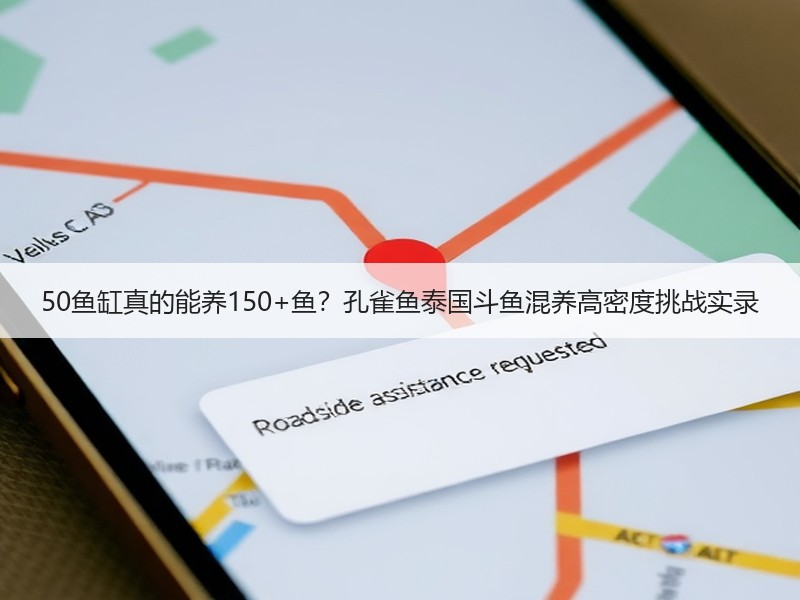 50鱼缸真的能养150+鱼？孔雀鱼泰国斗