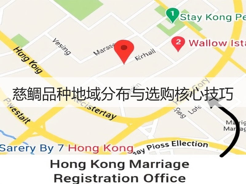 慈鲷品种地域分布与选购核心技巧