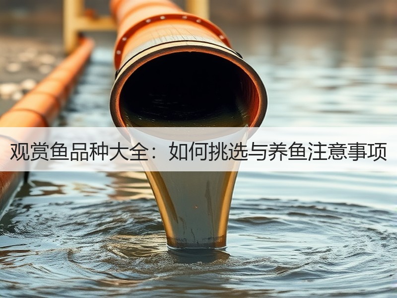 观赏鱼品种大全：如何挑选与养鱼注意事项