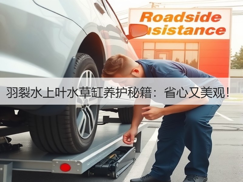 羽裂水上叶水草缸养护秘籍：省心又美观！