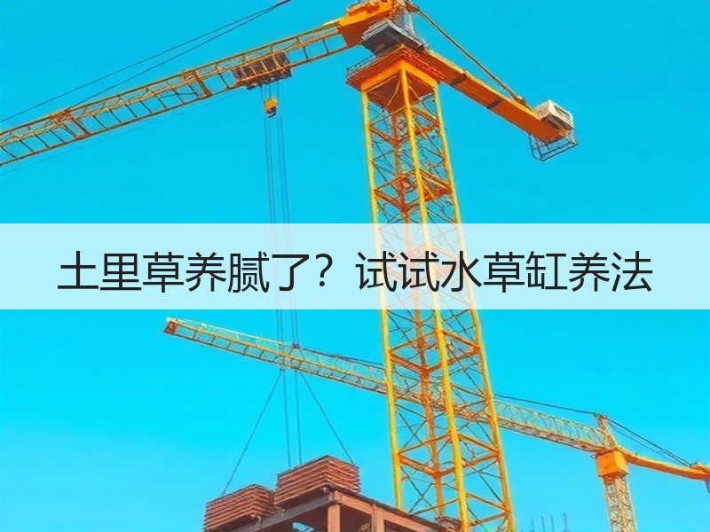 土里草养腻了？试试水草缸养法