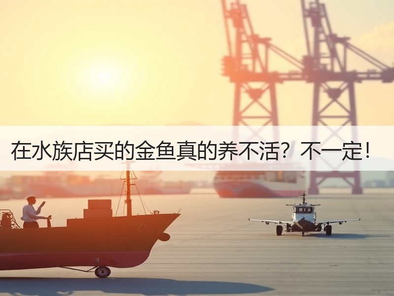 在水族店买的金鱼真的养不活？不一定！