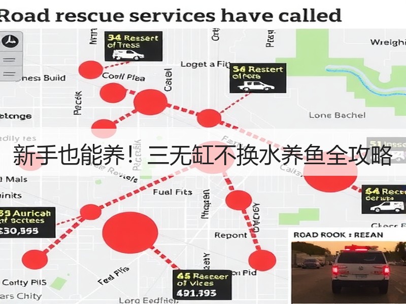 新手也能养！三无缸不换水养鱼全攻略