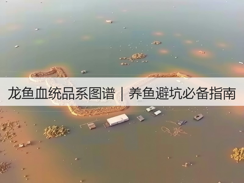 龙鱼血统品系图谱｜养鱼避坑必备指南