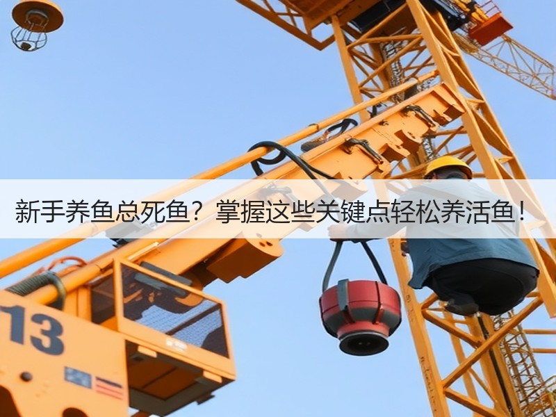 新手养鱼总死鱼？掌握这些关键点轻松养活鱼