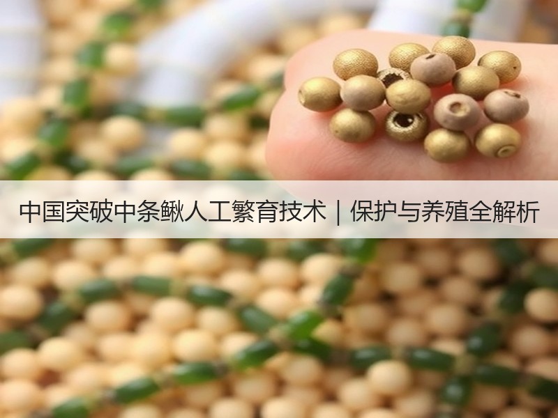 中国突破中条鳅人工繁育技术｜保护与养殖全