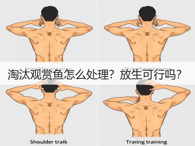 淘汰观赏鱼怎么处理？放生可行吗？