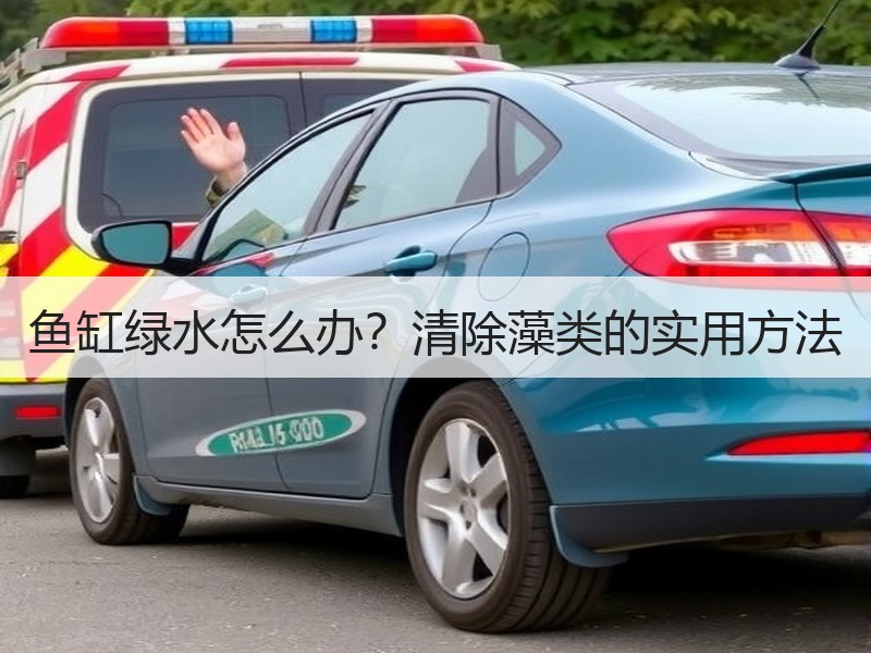 鱼缸绿水怎么办？清除藻类的实用方法