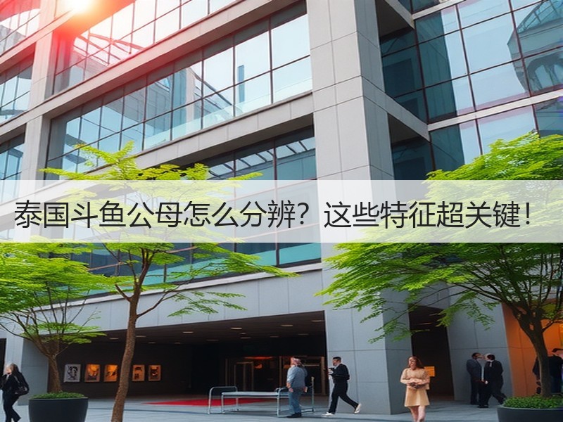 泰国斗鱼公母怎么分辨？这些特征超关键！