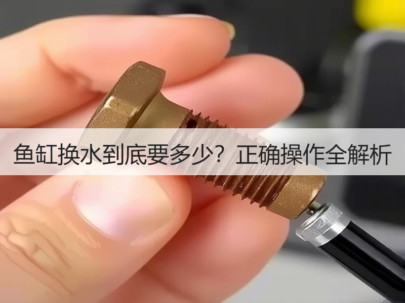 鱼缸换水到底要多少？正确操作全解析