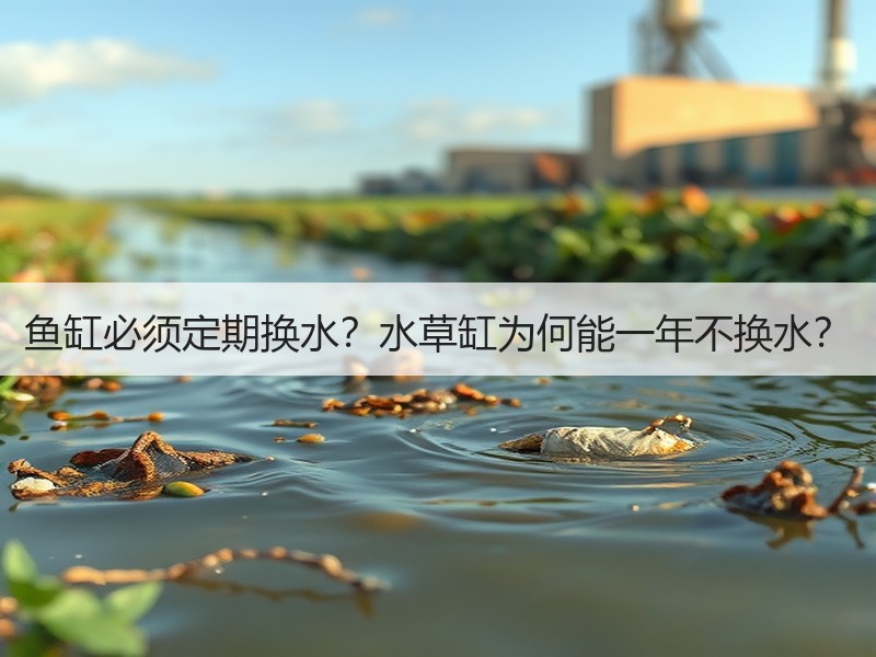 鱼缸必须定期换水？水草缸为何能一年不换水