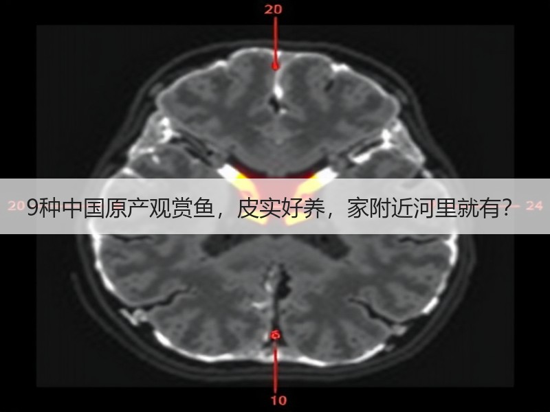 9种中国原产观赏鱼，皮实好养，家附近河里