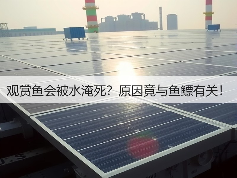 观赏鱼会被水淹死？原因竟与鱼鳔有关！