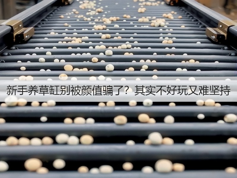 新手养草缸别被颜值骗了？其实不好玩又难坚