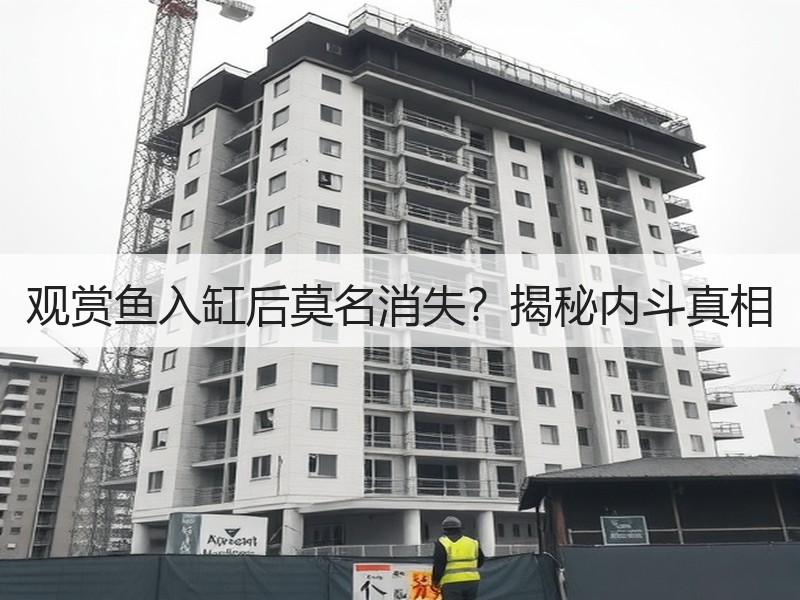 观赏鱼入缸后莫名消失？揭秘内斗真相