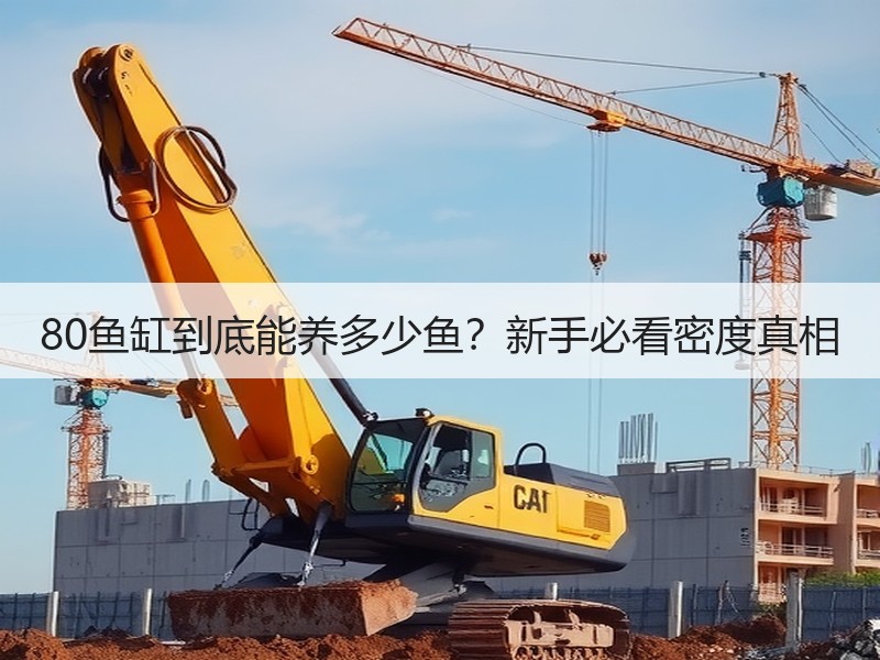 80鱼缸到底能养多少鱼？新手必看密度真相