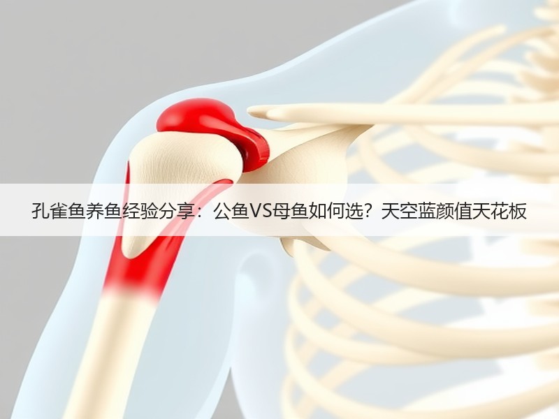 孔雀鱼养鱼经验分享：公鱼VS母鱼如何选？