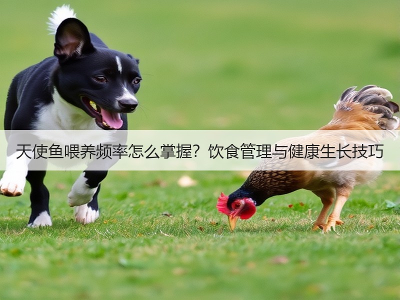 天使鱼喂养频率怎么掌握？饮食管理与健康生